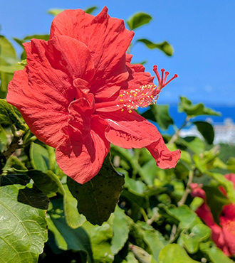 沖縄の象徴である赤いハイビスカスの花